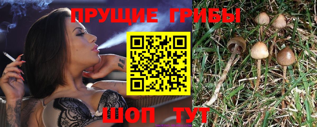 Сибай  где найти   Вход с VPN  Псилоцибиновые грибы Psilocybe 